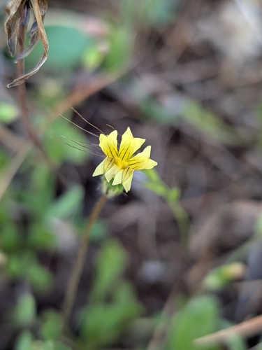 small-flower Goodenia