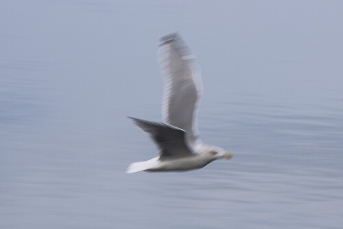 European Herring Gull