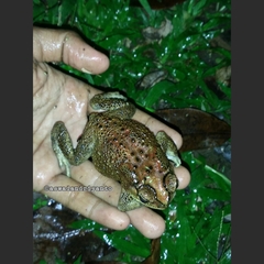 Duttaphrynus melanostictus