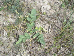 Pastinaca clausii