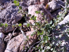 Andrachne telephioides