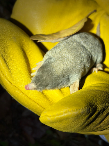 Coast Mole observed by riishinrichs