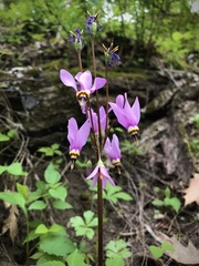 Primula fassettii