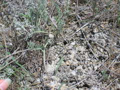 Astragalus reduncus