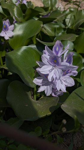 common water hyacinth