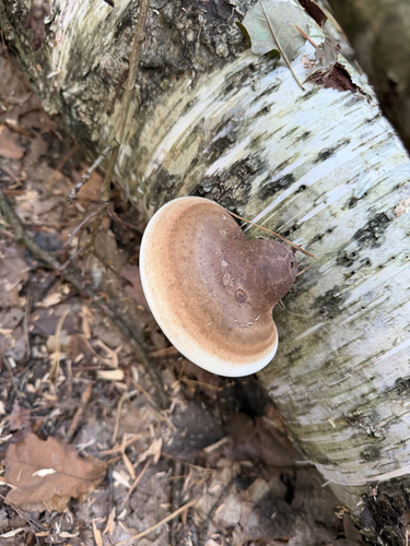 birch polypore