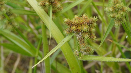 Fuirena ciliaris observed 2026-10-03