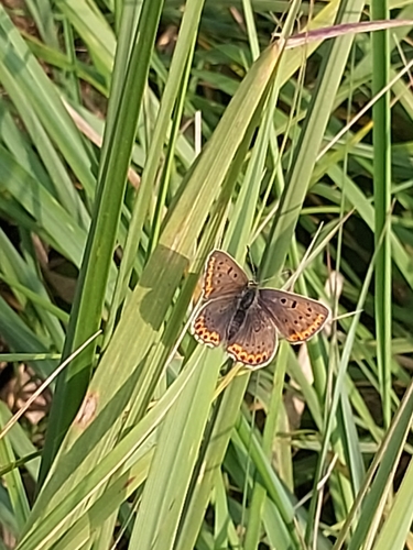 Sooty Copper