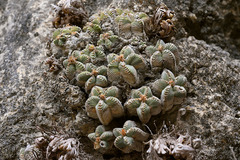 Aztekium valdezii