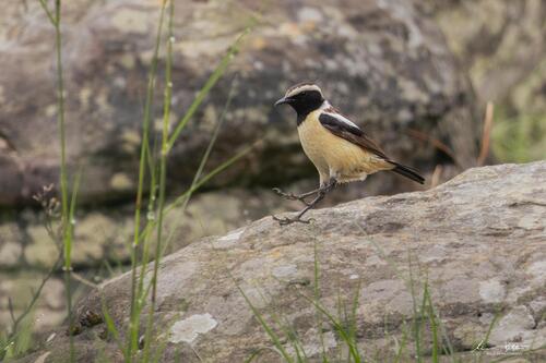 iNaturalist image