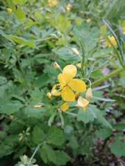 Chelidonium majus