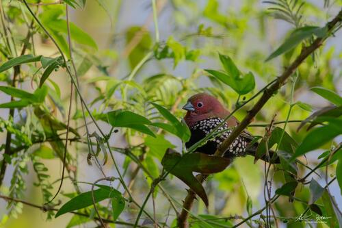 iNaturalist image