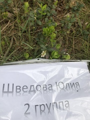 Vaccinium vitis-idaea