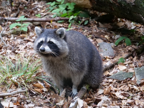 Common Raccoon