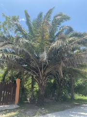 Cocoseae