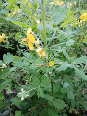 Chelidonium majus