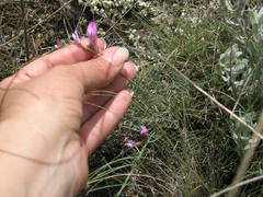 Astragalus subuliformis