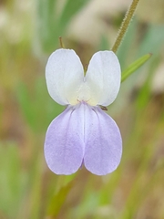 Collinsia linearis