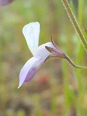 Collinsia linearis