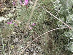 Astragalus subuliformis