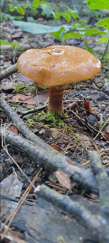 Larch Bolete