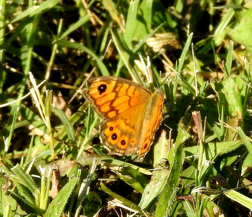 Wall Brown