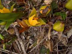 Lycaste cruenta