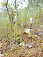 Collinsia linearis