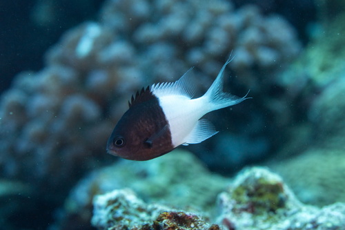 Chromis iomelas observed 2026-09-30