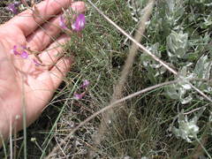 Astragalus subuliformis