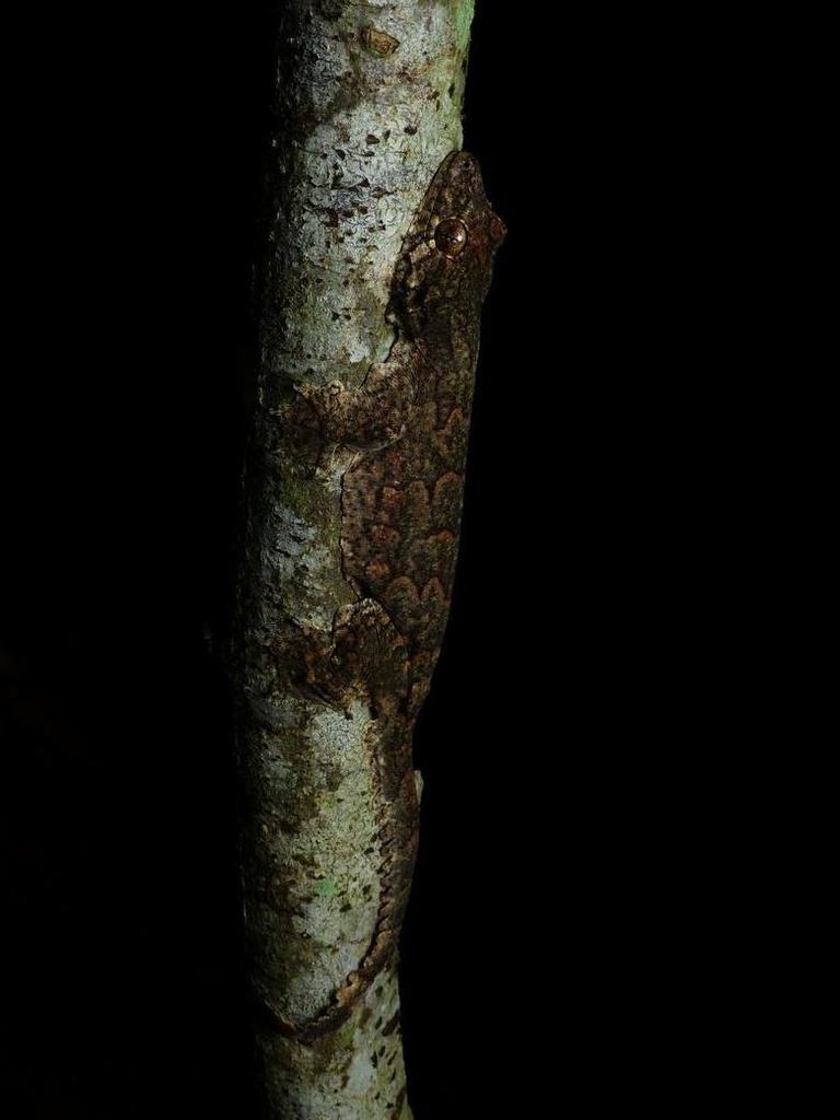 Malaysia Parachute Gecko