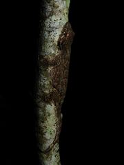 Gekko cicakterbang