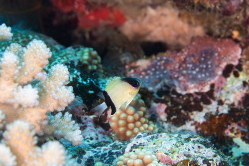 Chromis retrofasciata observed 2026-09-30