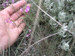 Astragalus subuliformis