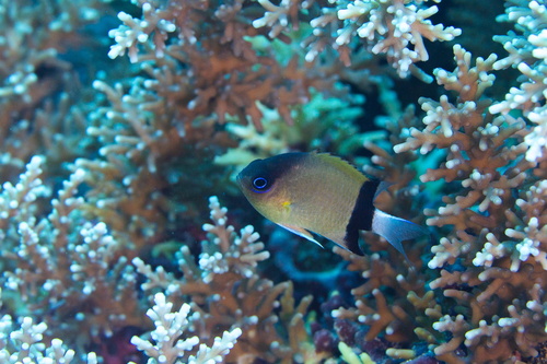 Chromis retrofasciata observed 2026-09-30