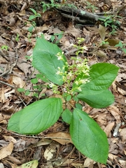Collinsonia canadensis