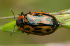 Chrysomela confluens