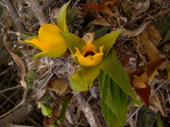 Lycaste cruenta