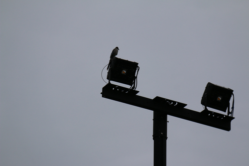 Azure-winged Magpie
