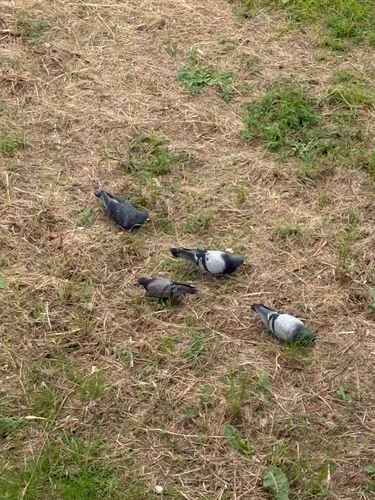 Feral Pigeon