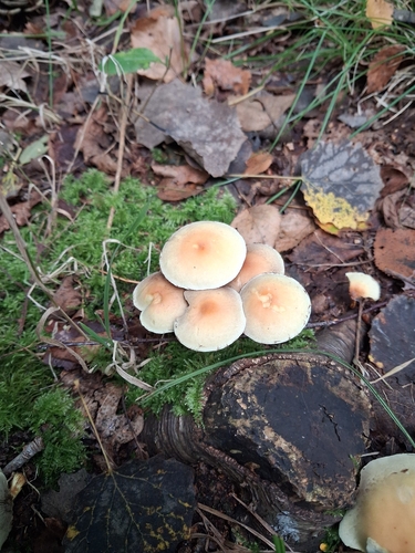 Sulphur Tuft
