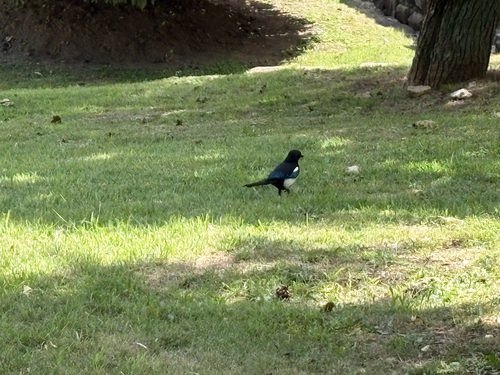 Oriental Magpie