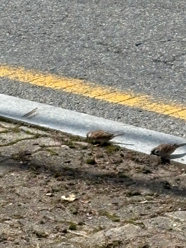 Eurasian Tree Sparrow