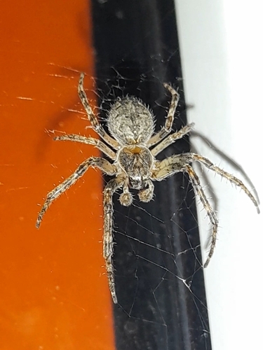 Larinioides ixobolus