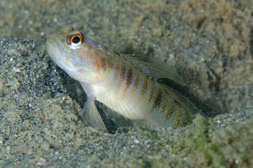 Vanderhorstia auronotata observed 2020-01-07