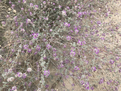 Dalea pulchra