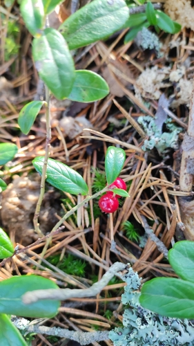 Lingonberry