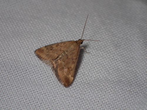 Straw-barred Pearl