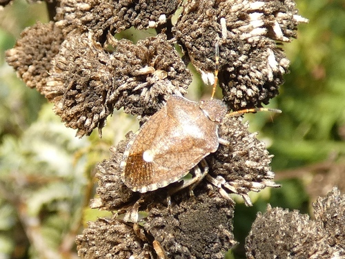 Vernal Shield Bug, Boxtel, Nederland, photo 5 of 10