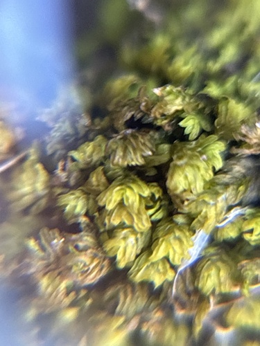 Fissidens megalotis, 2026-10-04